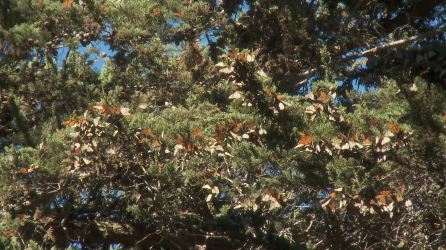 batch_Butterfly Migration CA.jpg