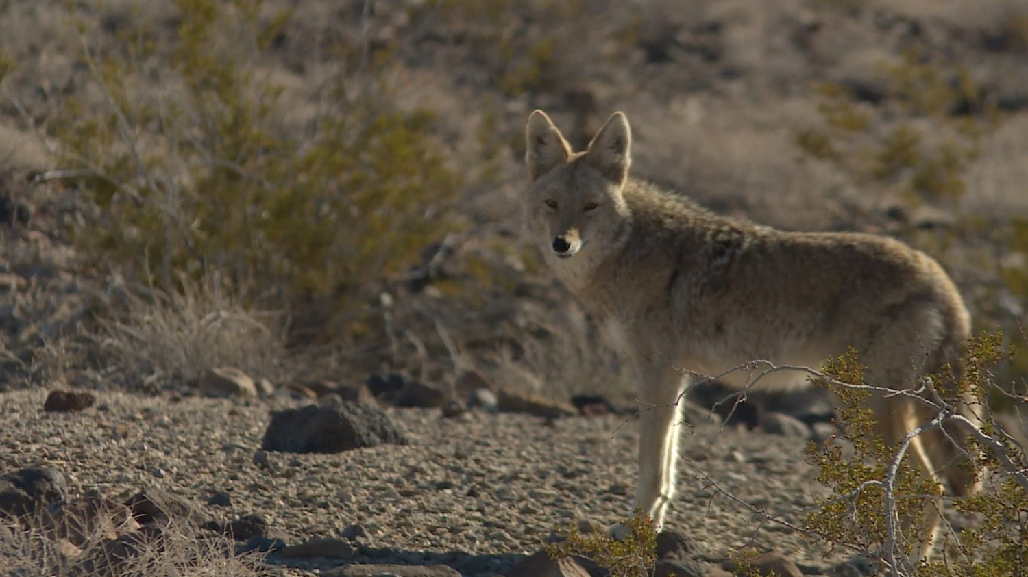 batch_Death Valley Coyote.jpg