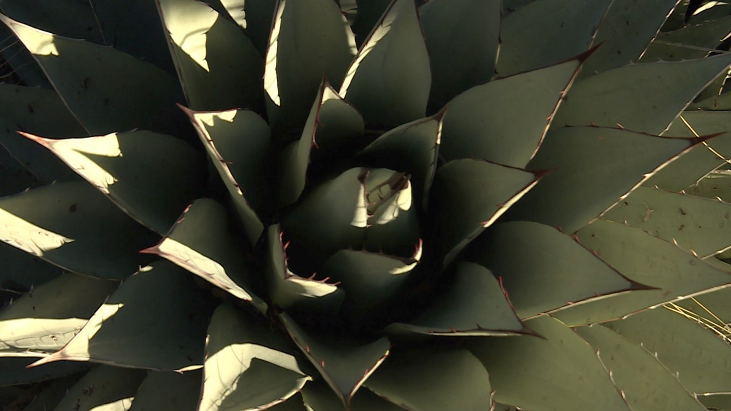 batch_Guadalupe Mountains 2.jpg