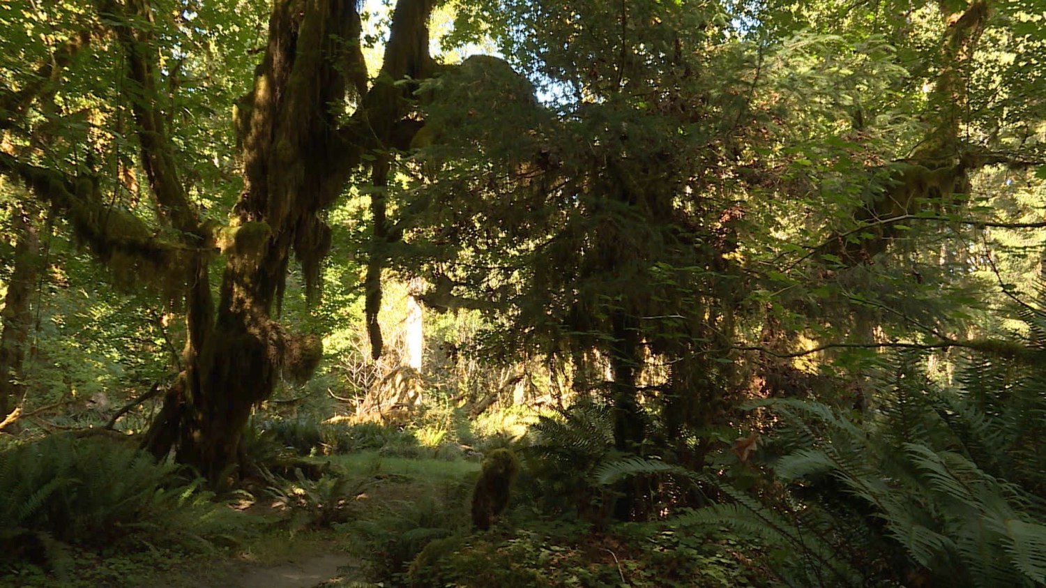 batch_Hoh Rainforest 2.jpg