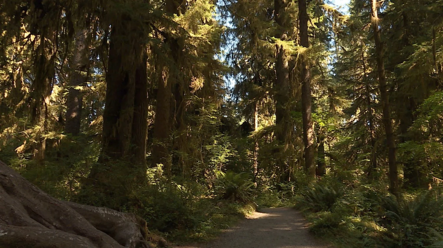 batch_Hoh Rainforest.jpg