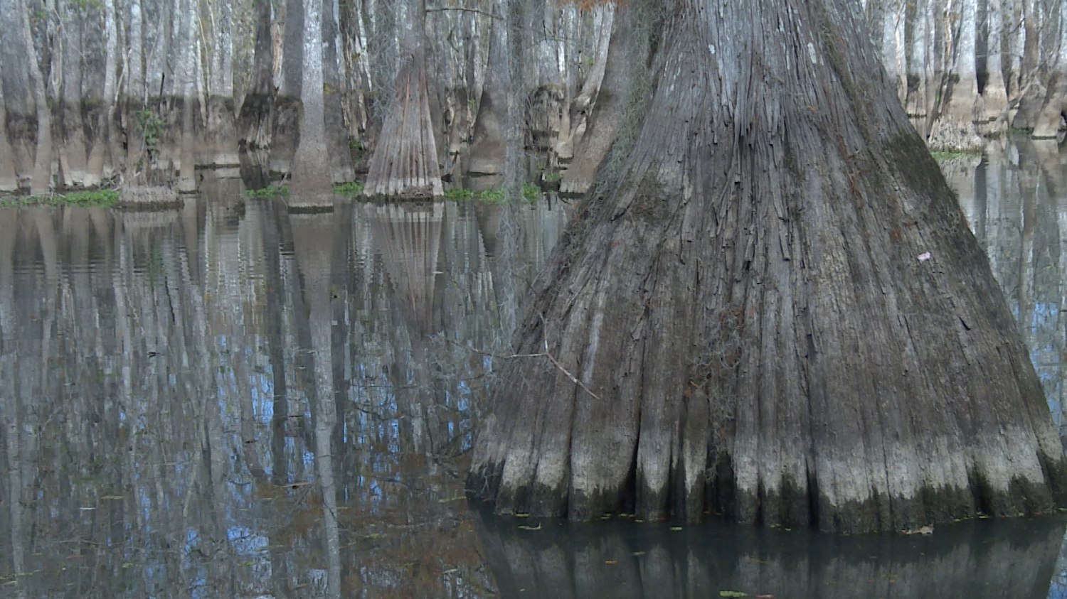 batch_Honey Island Swamp.jpg