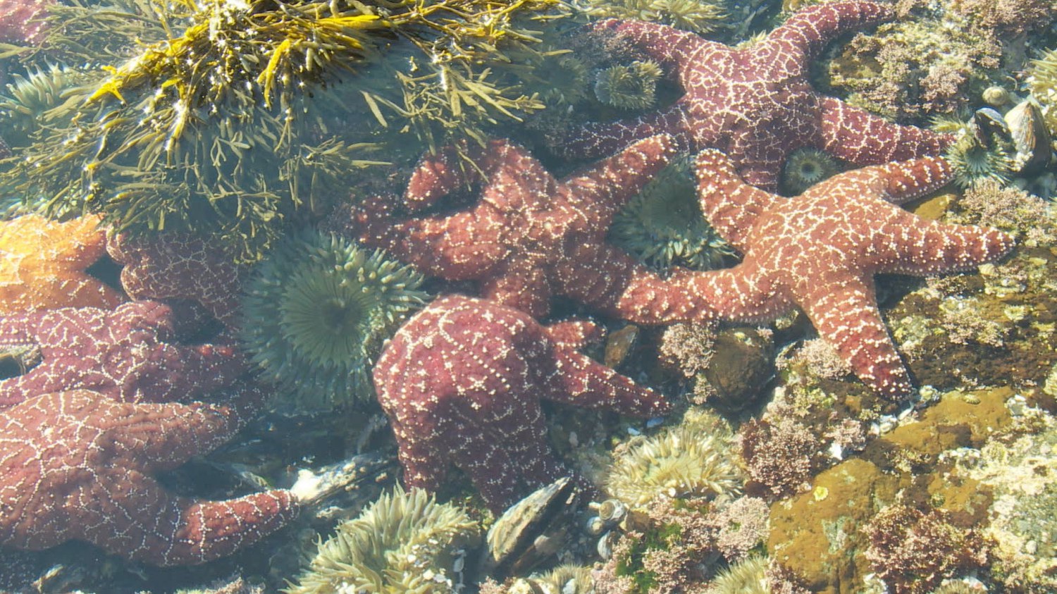 batch_Laguna Beach Starfish.jpg