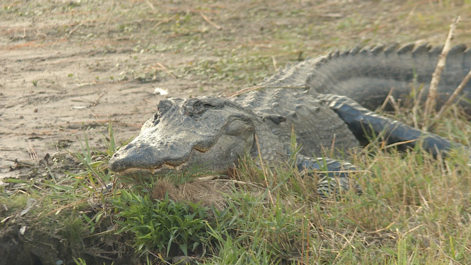 batch_Okeonokee Swamp.jpg