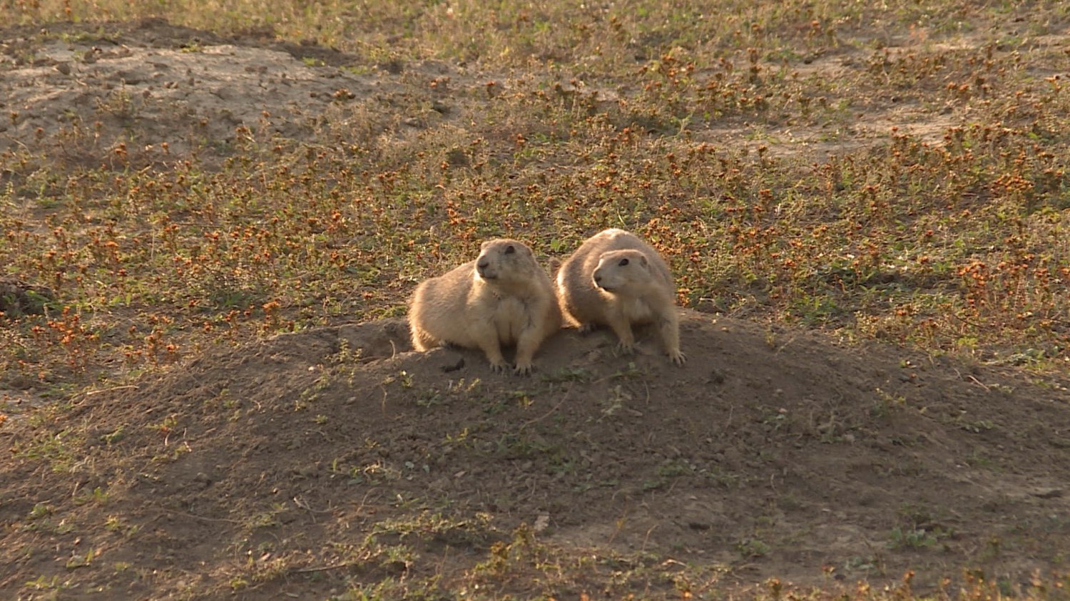 batch_Prairie Dogs.jpg
