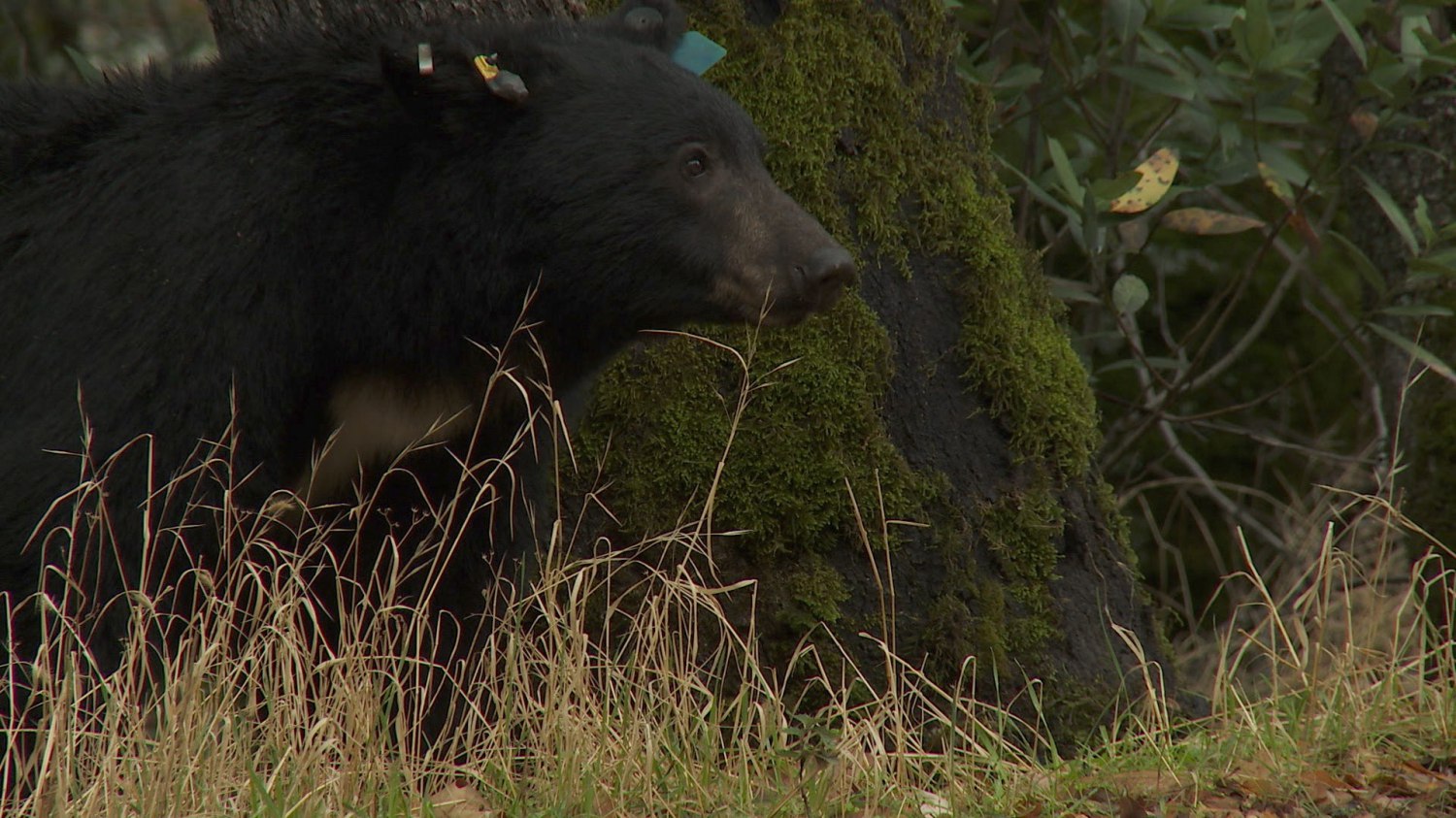 batch_Sequioa Bear 2.jpg