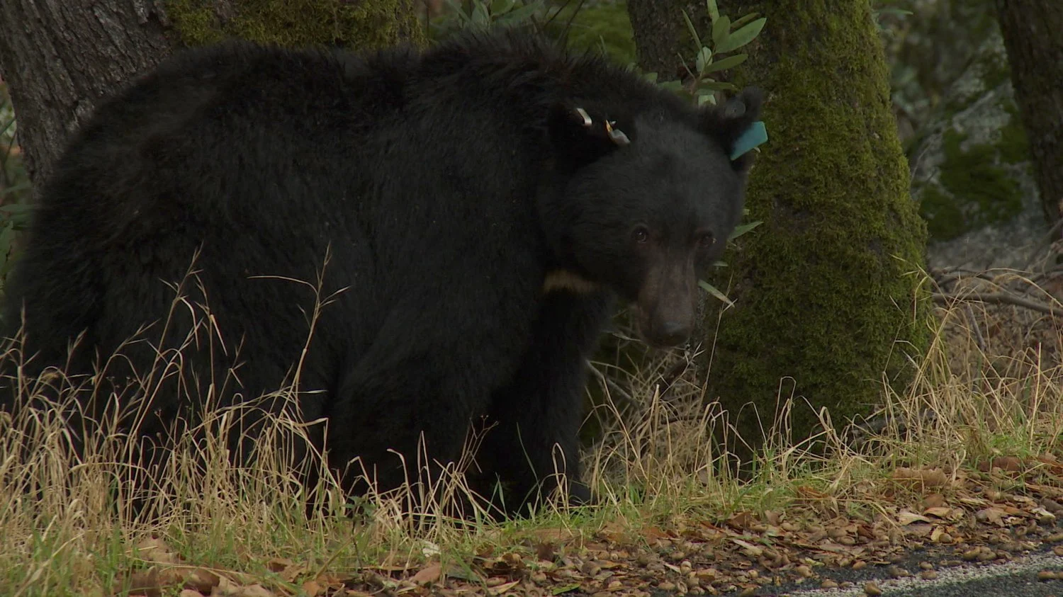 batch_Sequioa Bear.jpg
