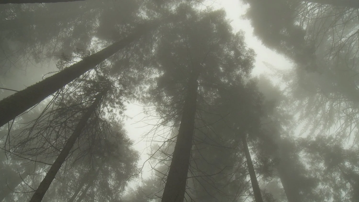 batch_Sequioa Fog.jpg