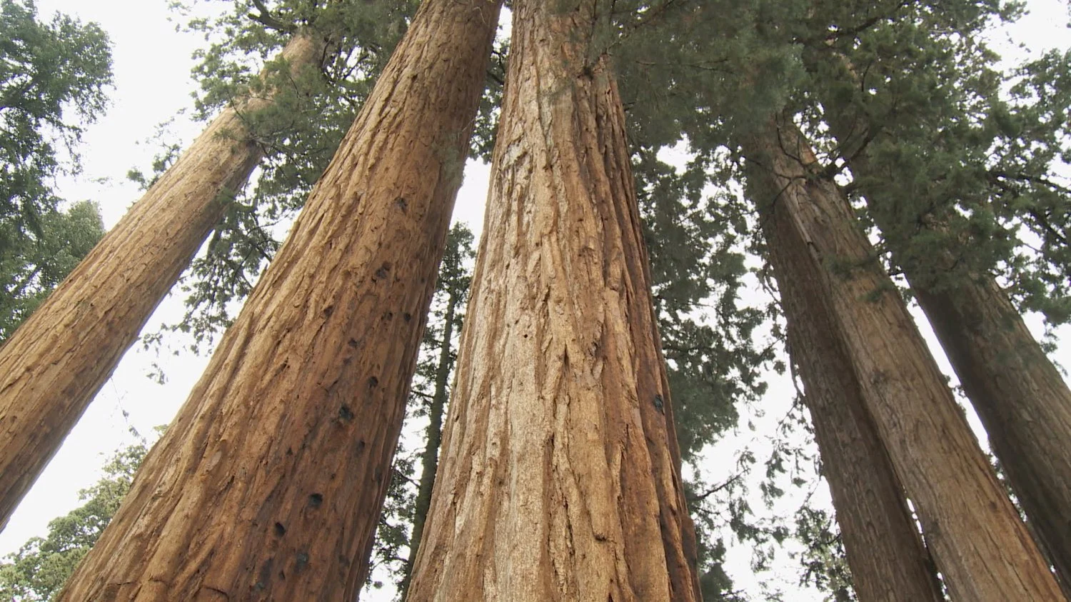 batch_Sequoia Nat Park.jpg