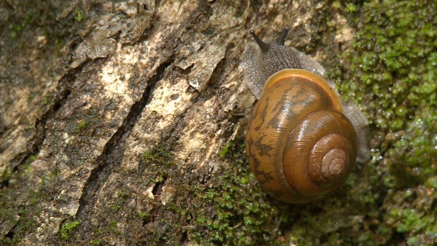 batch_Snail.jpg
