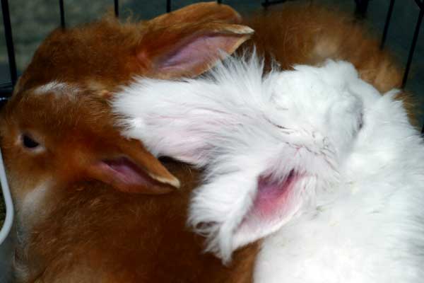 bunnies-ears.jpg