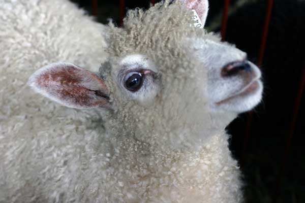 sheep-close-up.jpg