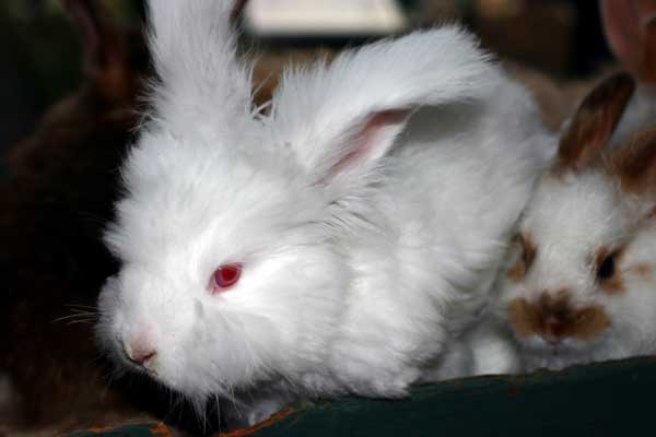 white-bunny_4338.jpg