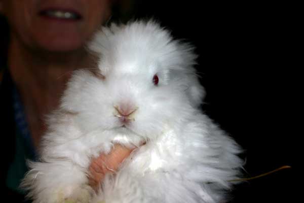 baby-bunny-4335.jpg