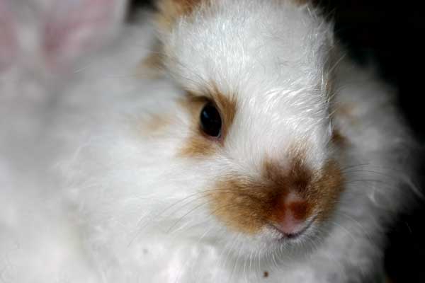 bunny-face.jpg