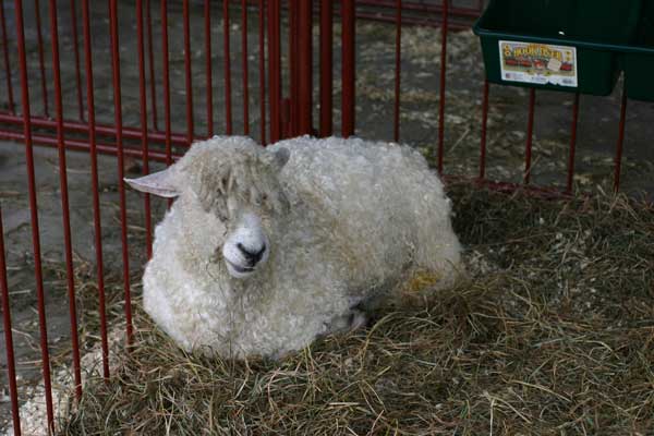 sheep-4322.jpg