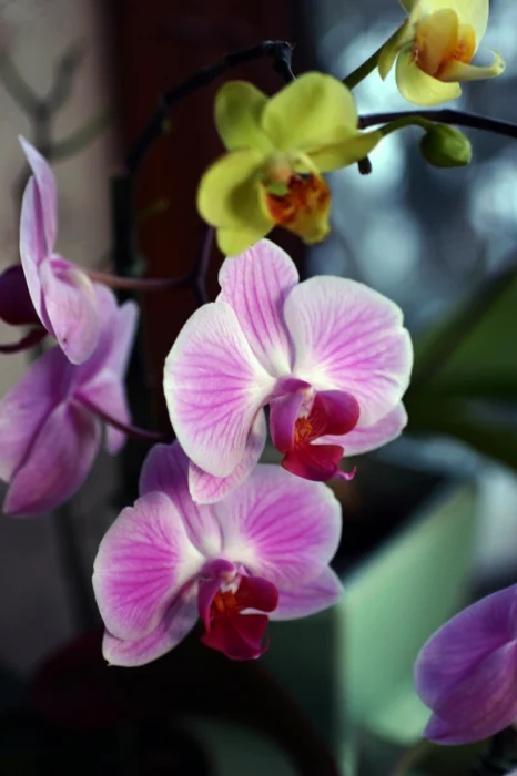 pink-and-yellow-orchids.jpg