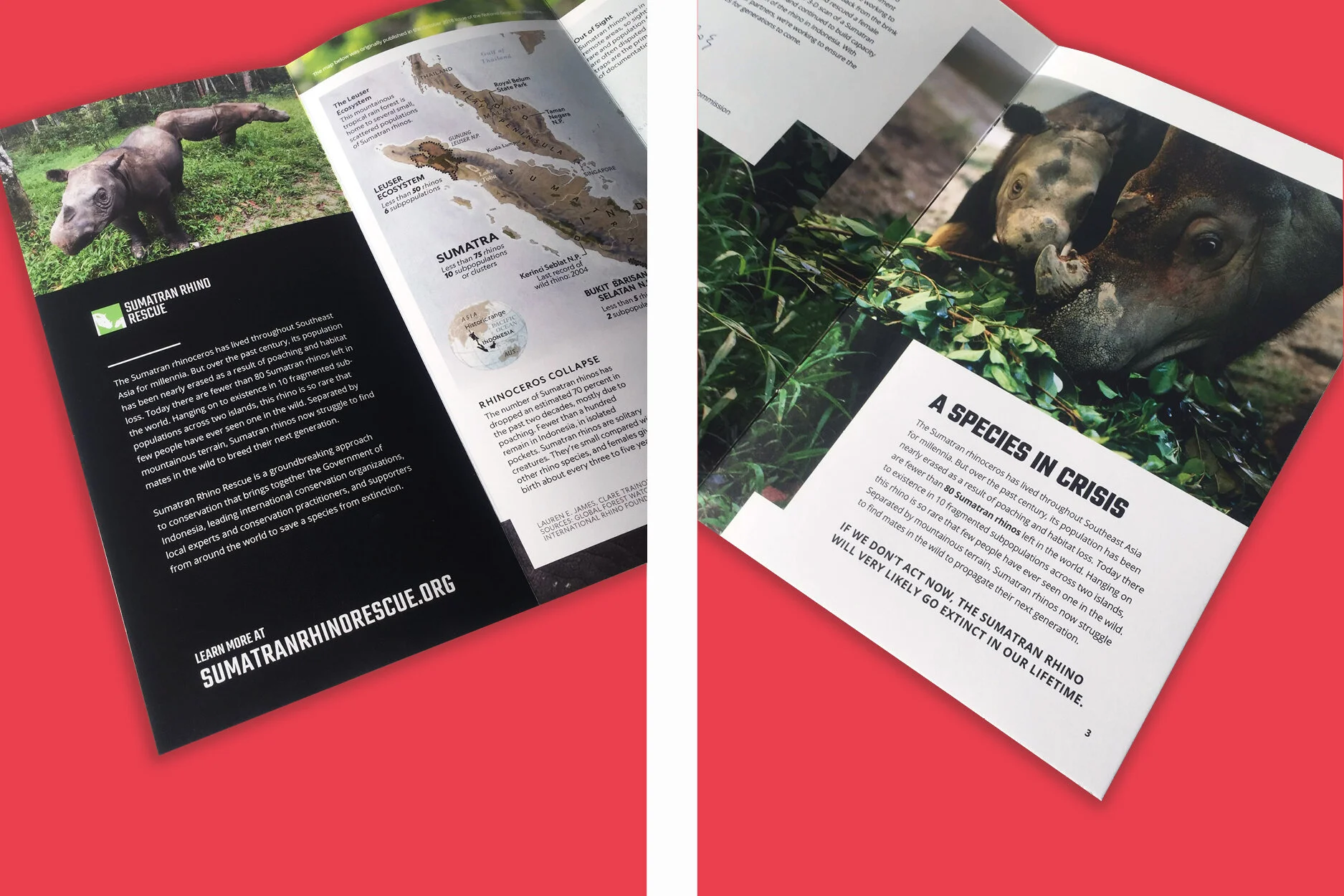 Sumatran Rhino - Slides2.jpg