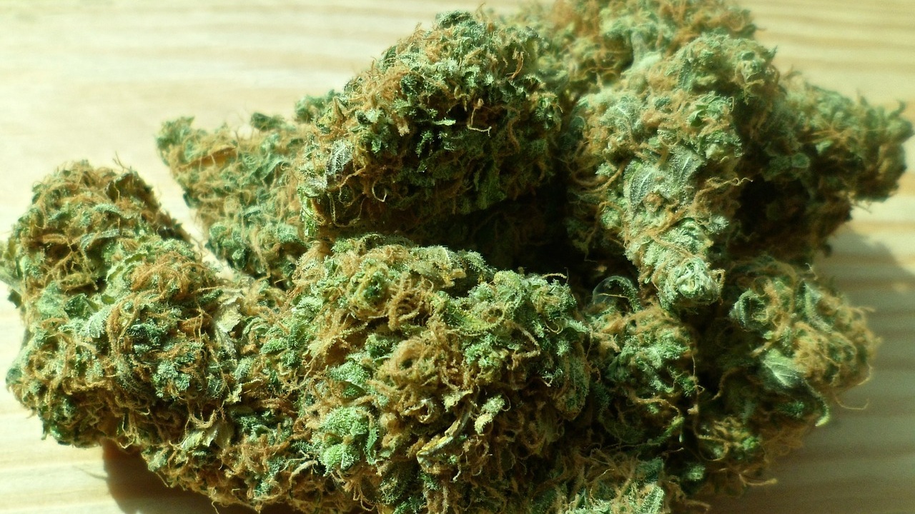 cannabis.jpg