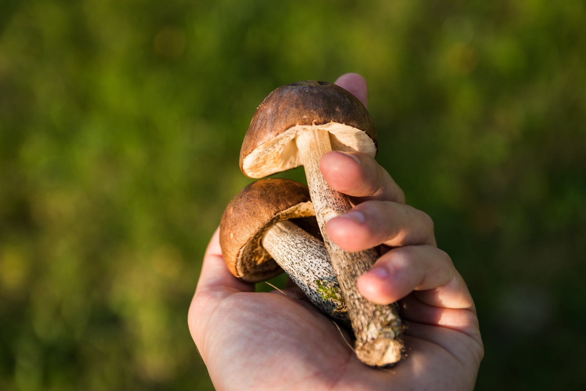 mushrooms-forest-the-collection-of-collect-40379.jpeg