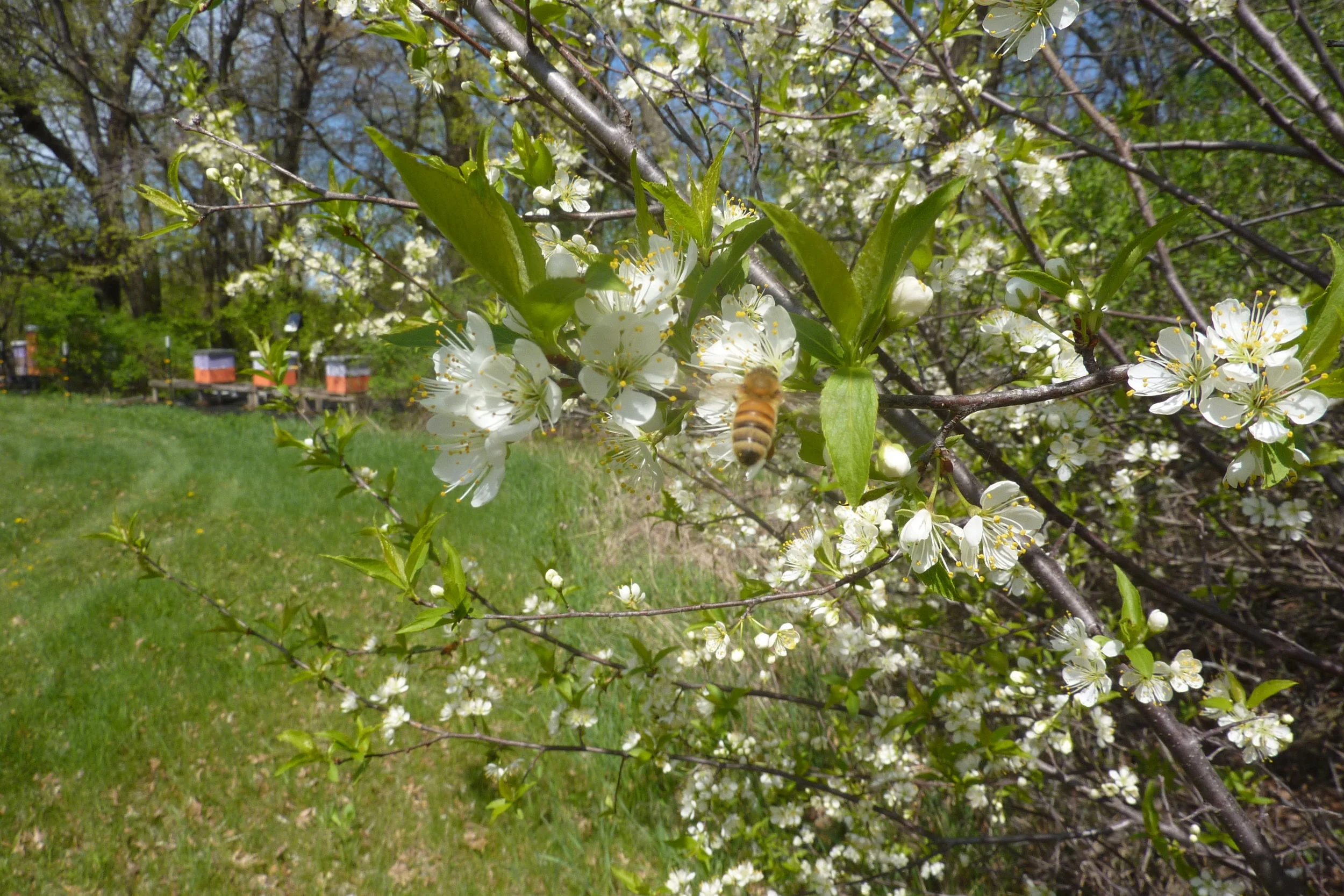  Honey bees working crab apple trees on a spring day. 