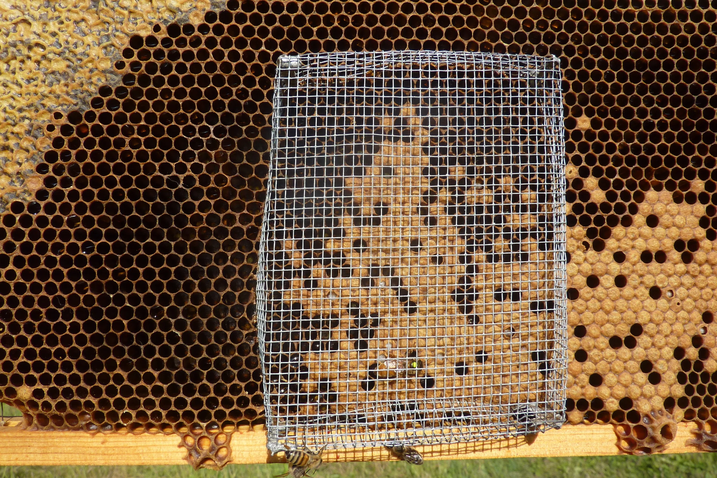  Caged new queen on frame. Hoping they will accept her.  