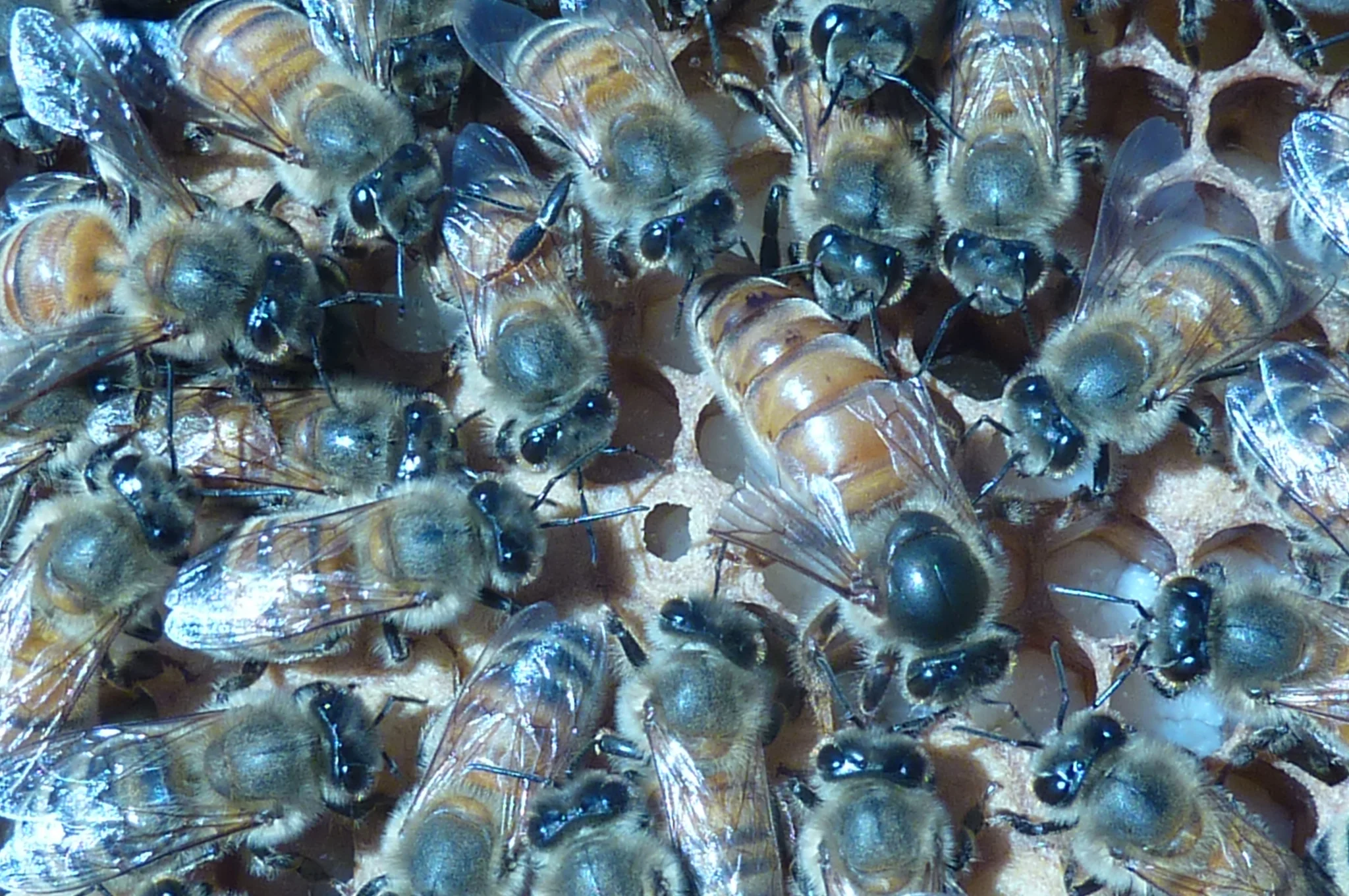  All eyes on the queen! 