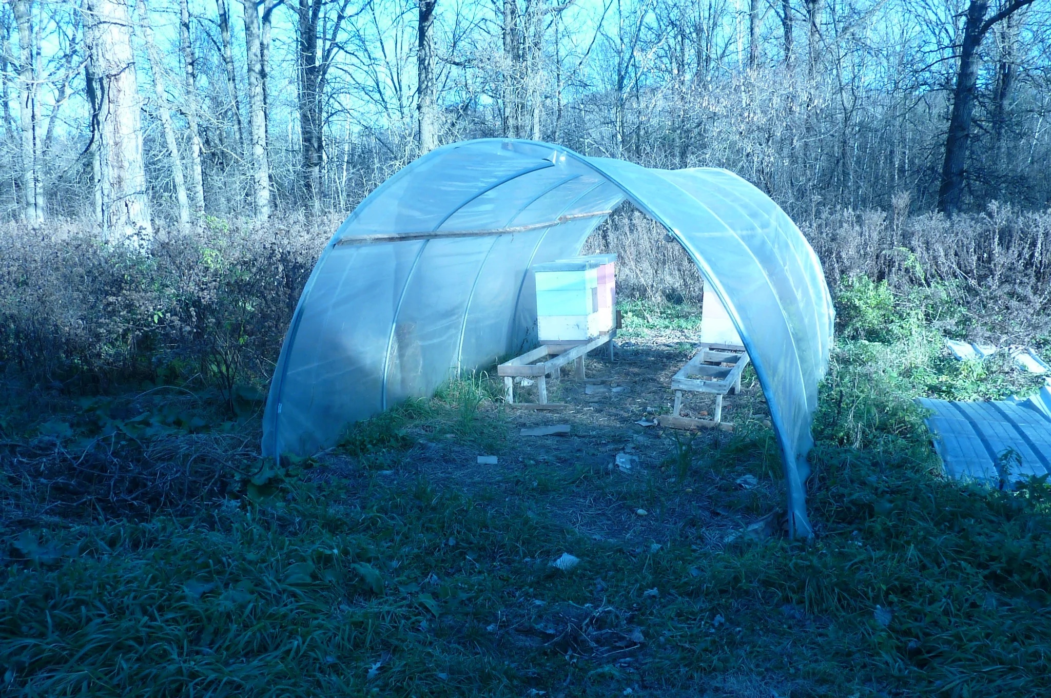  Keeping bees in a hoop house in winter. Sides are left open for ventilation. This is a experiment. Maybe I can get brood going early in spring.  