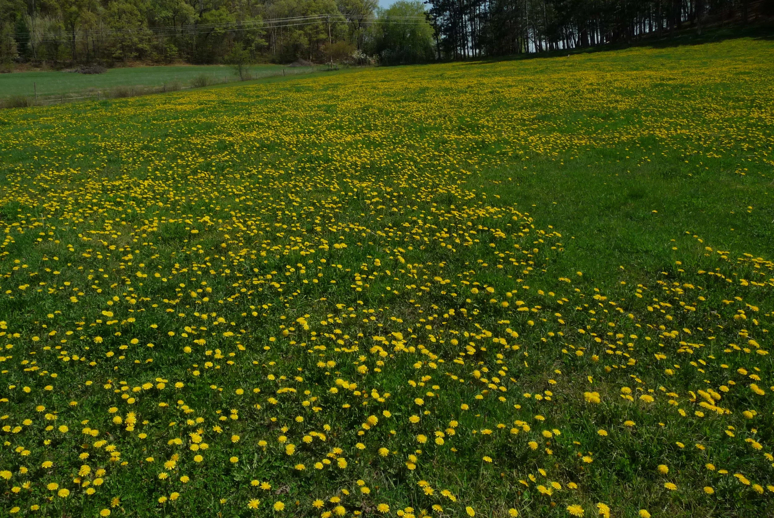  Some dandelions.  