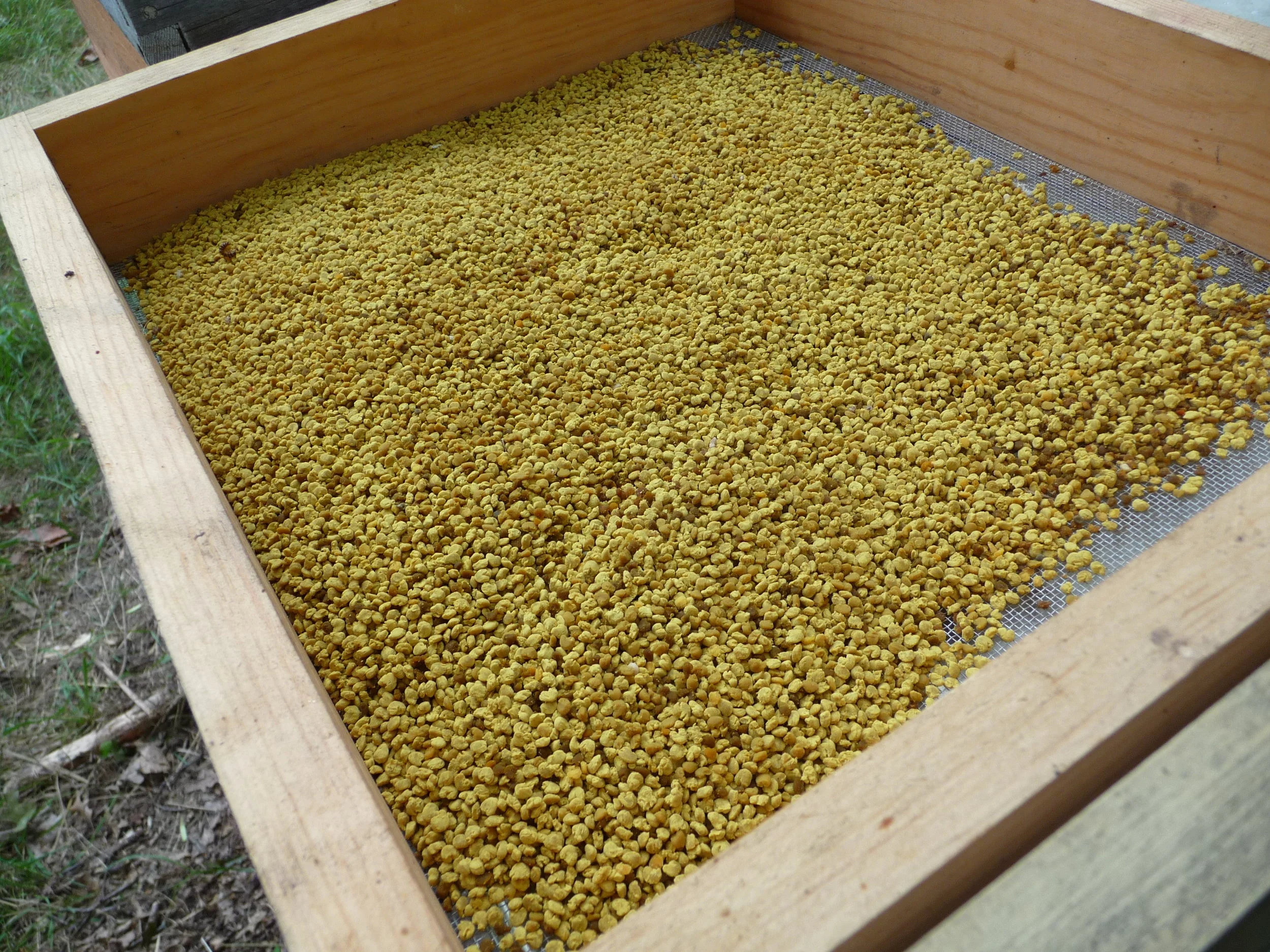  Collecting pollen for queen making.  