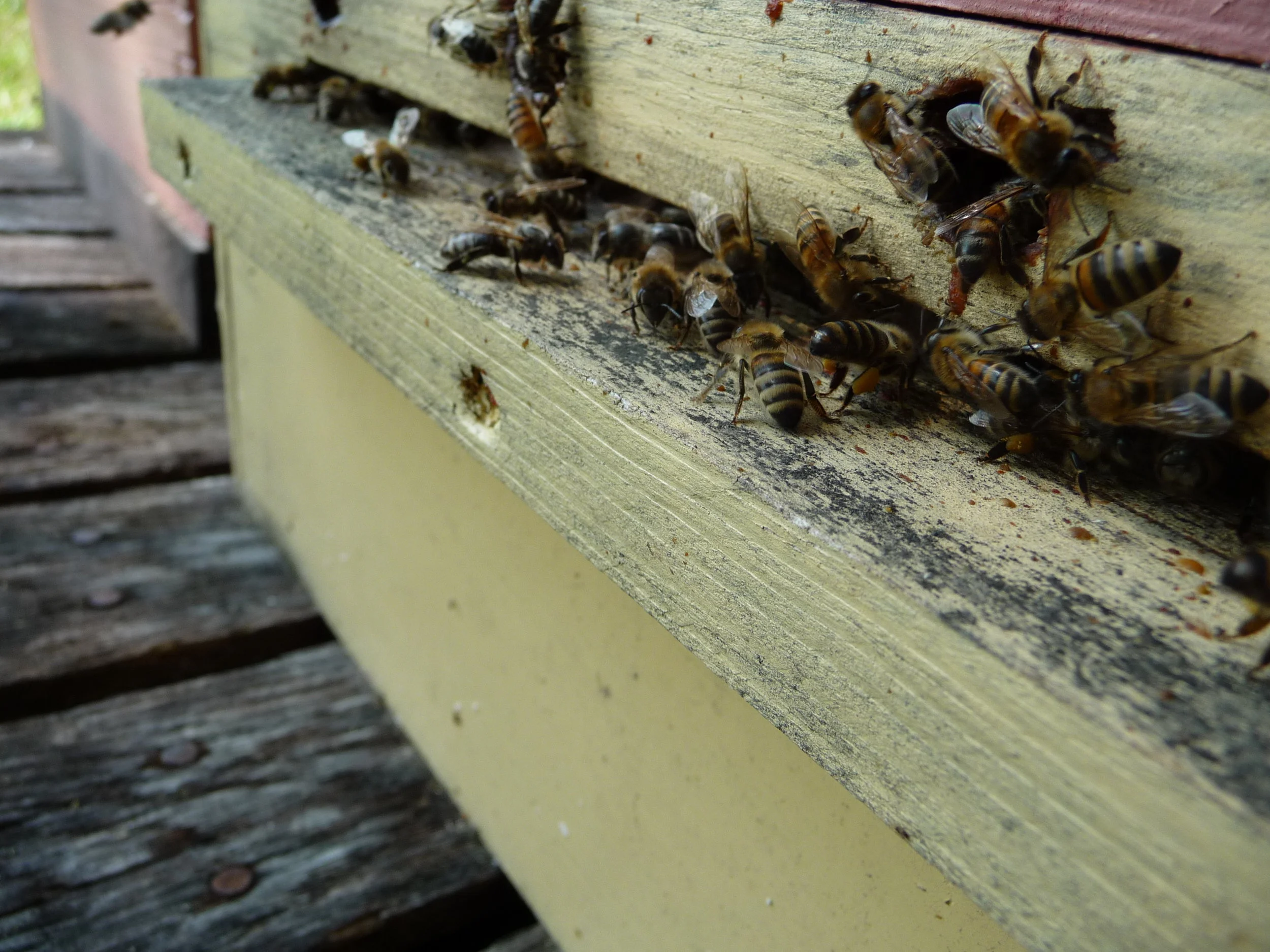  Bees coming back with pollen. 