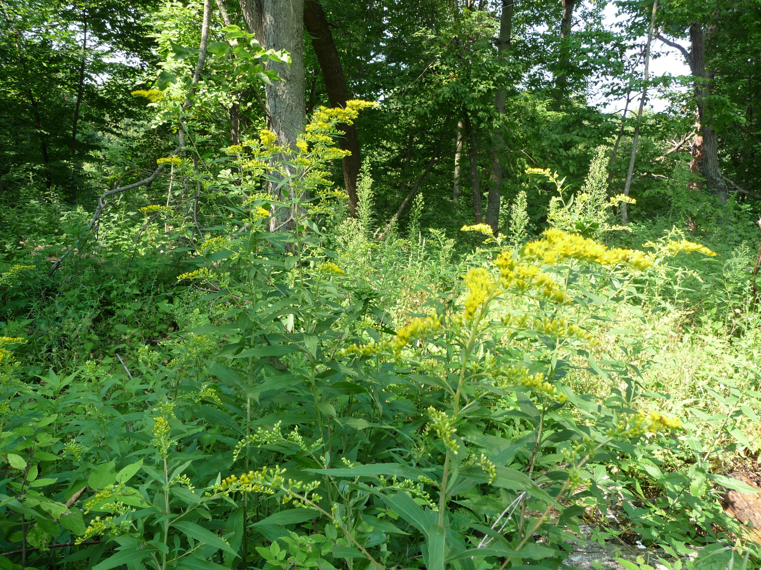  Fall Goldenrod. 