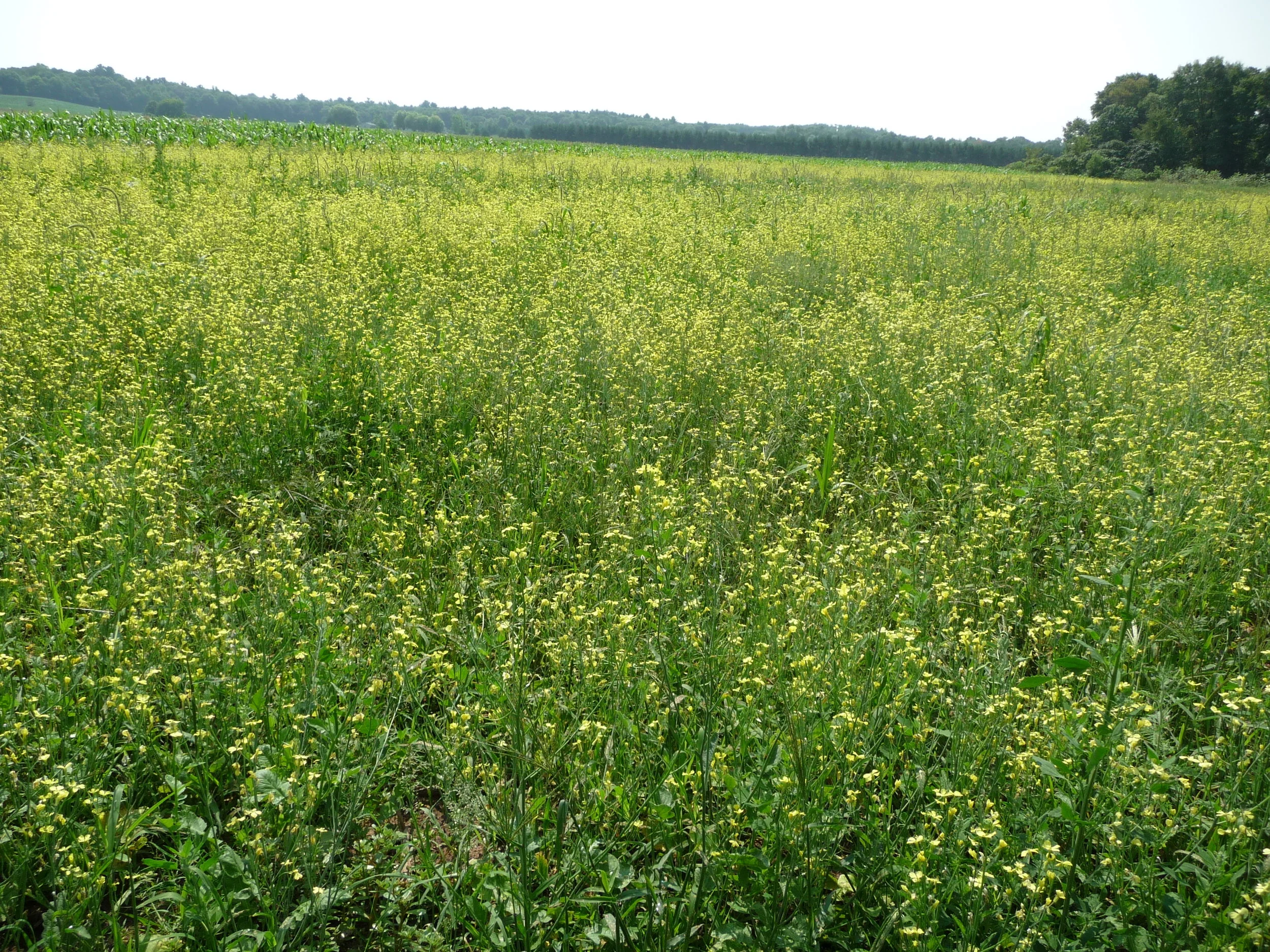  A field of canola that my friend planted for me. It came in between our spring and fall flows. If time right and planted consecutively, it can make a big difference.  Honeybees love it.   