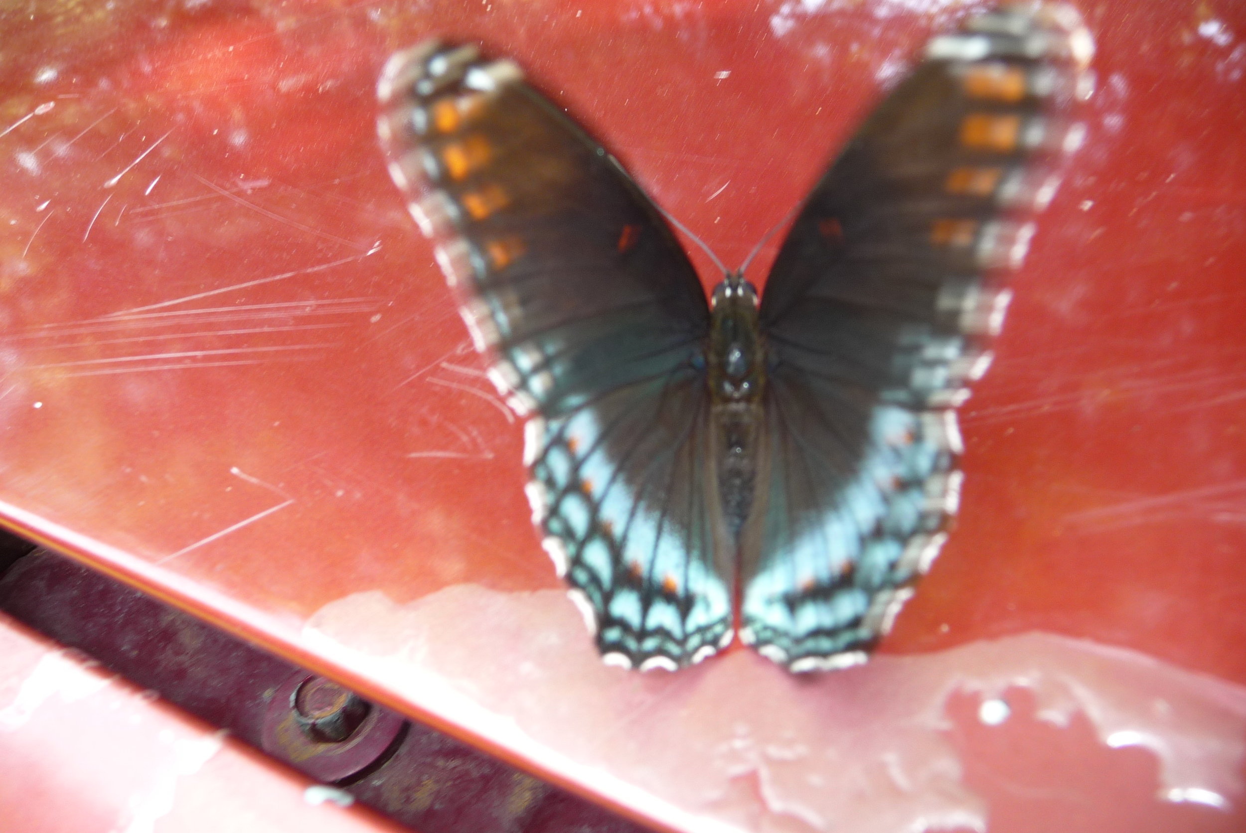  Came to visit in fall on the hood of the truck.  