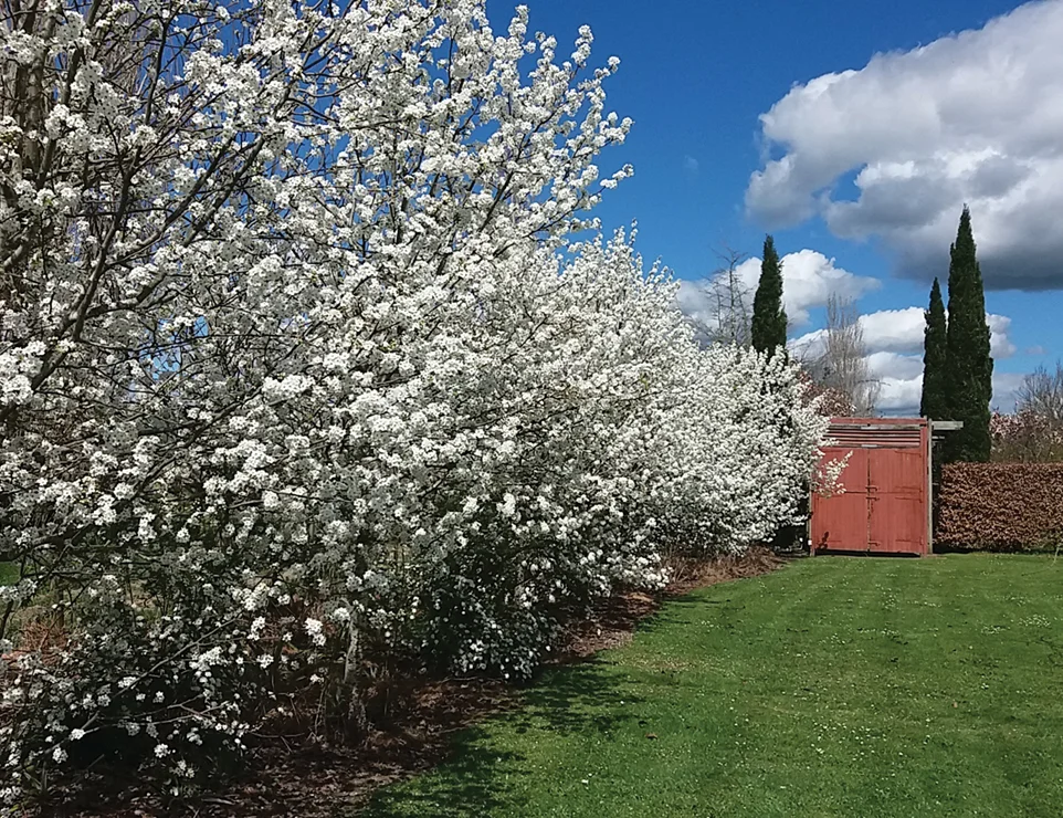 Plum meadow orchard.jpg