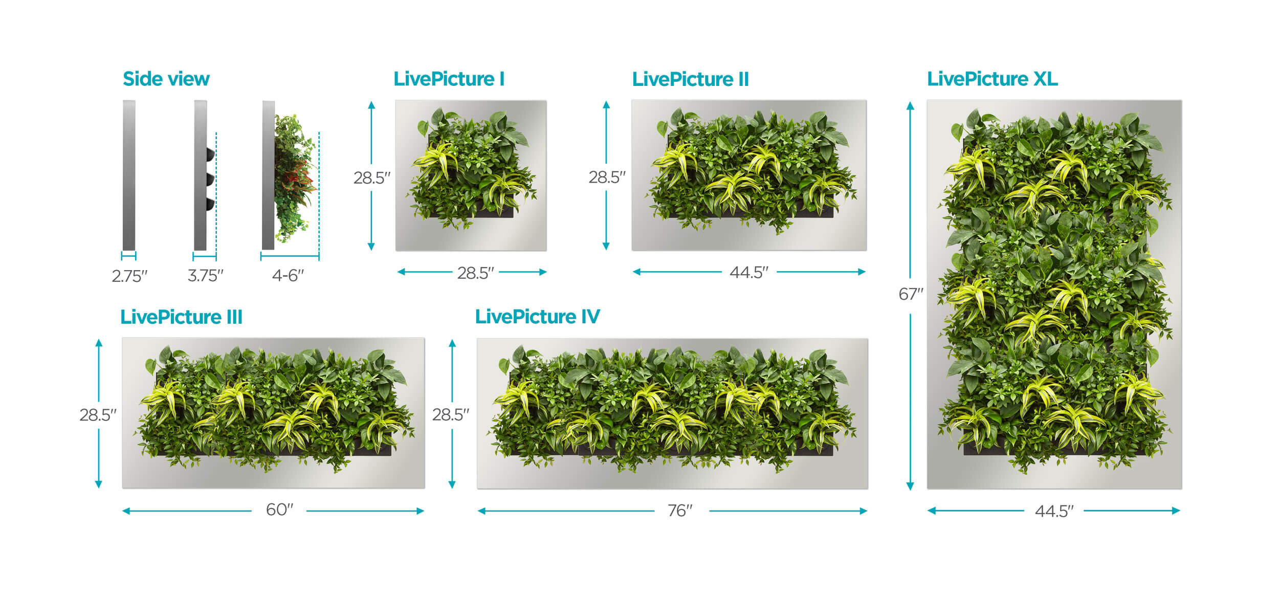 graphic_sample+3+(same+plants).jpg