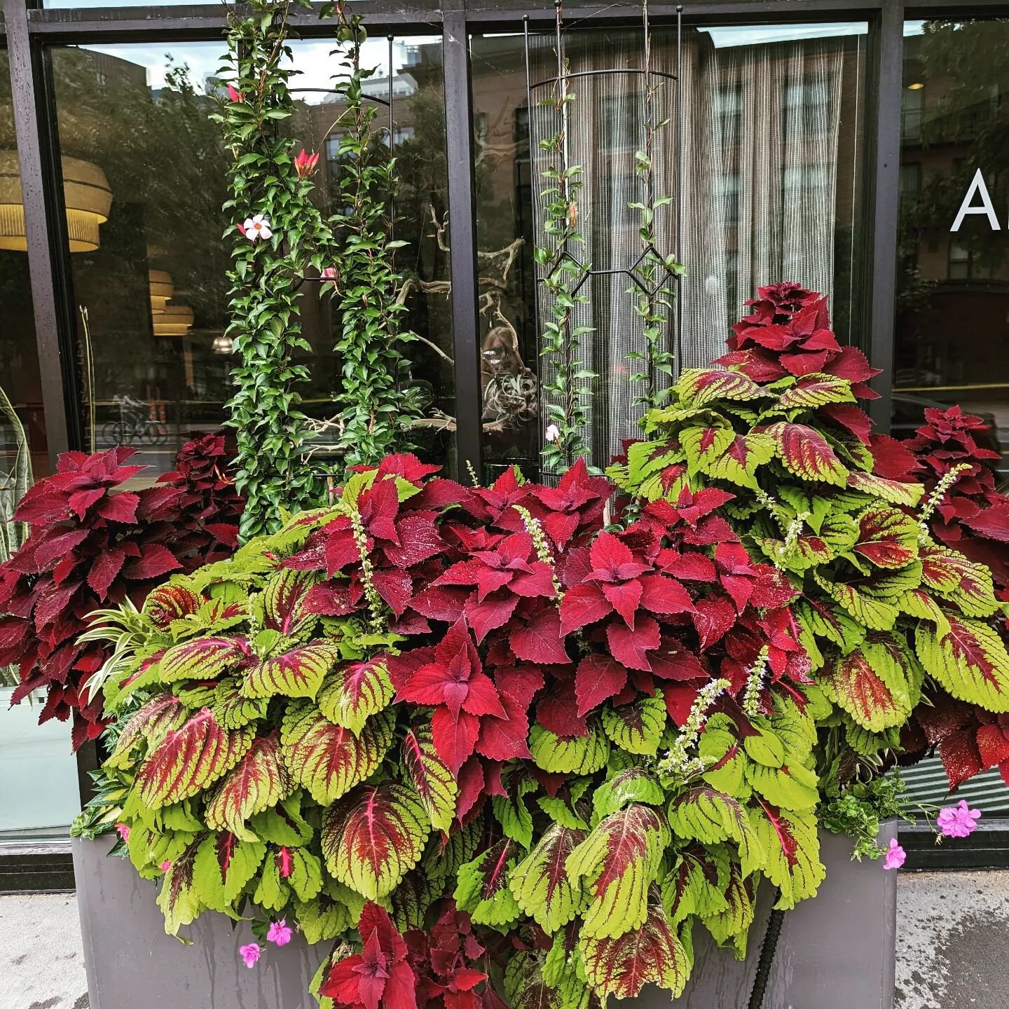 Coleus gone wild