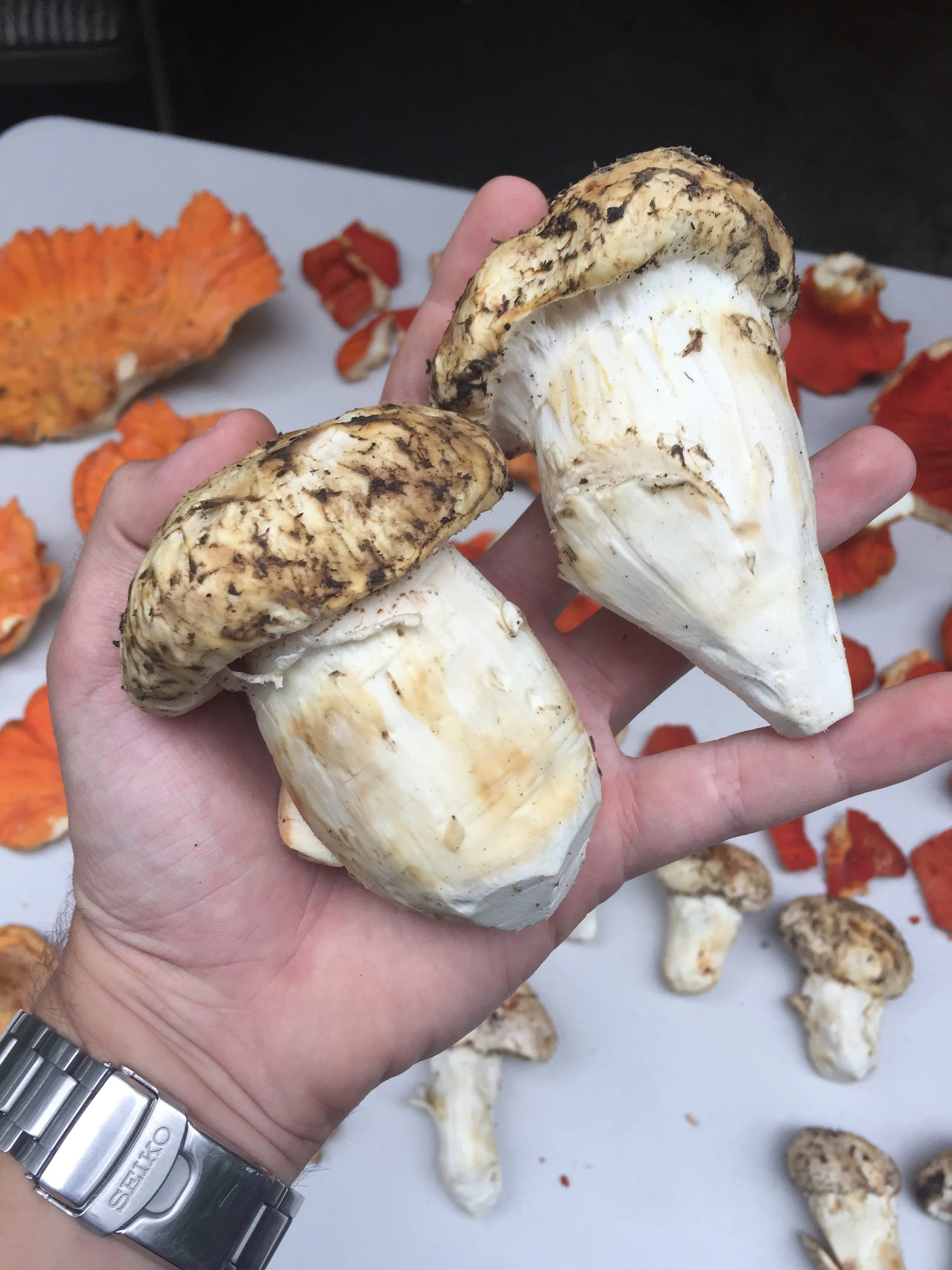 Matsutake; First Domestic Crop Fall 2018