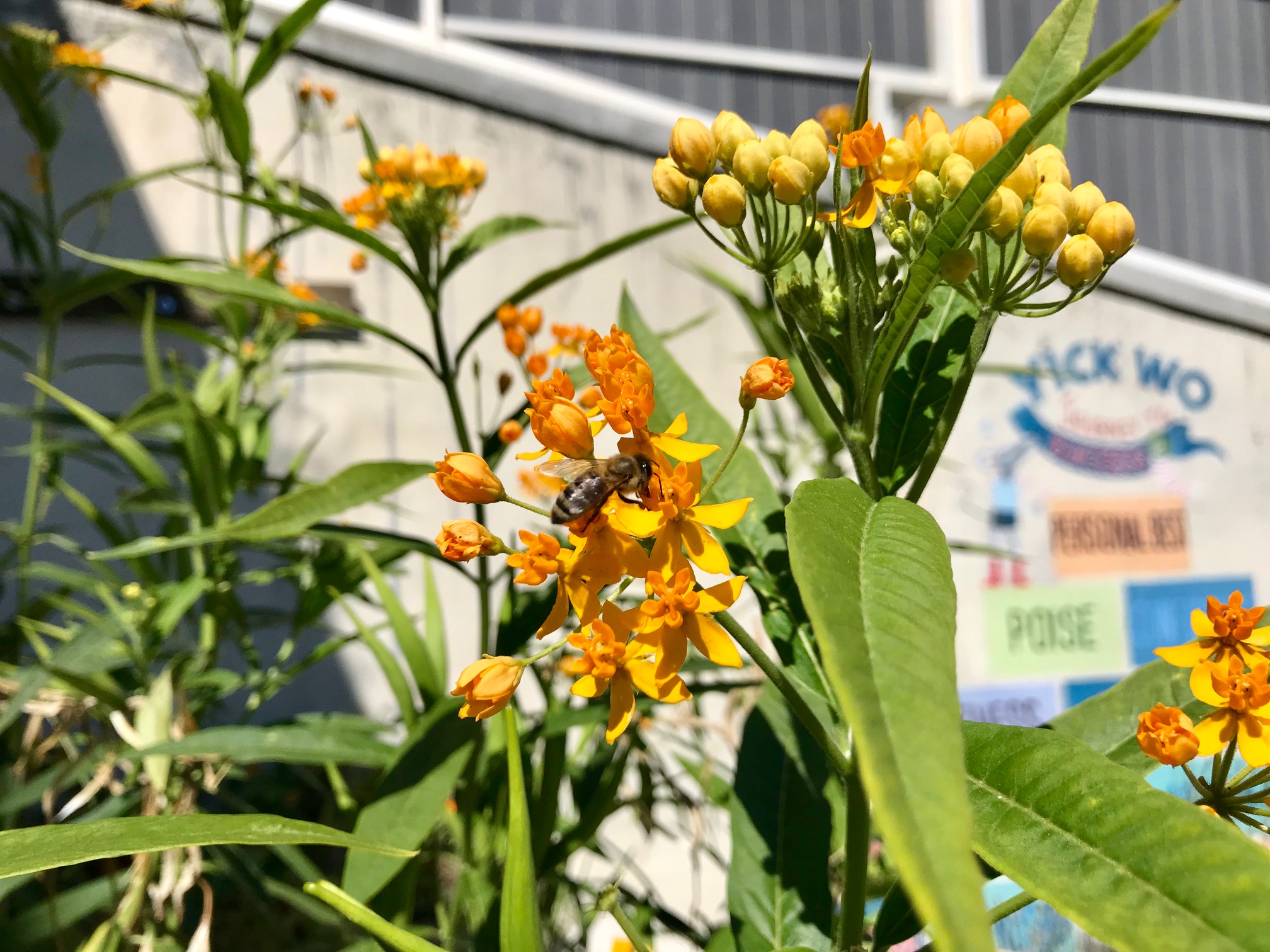 bee on milkweed.jpg