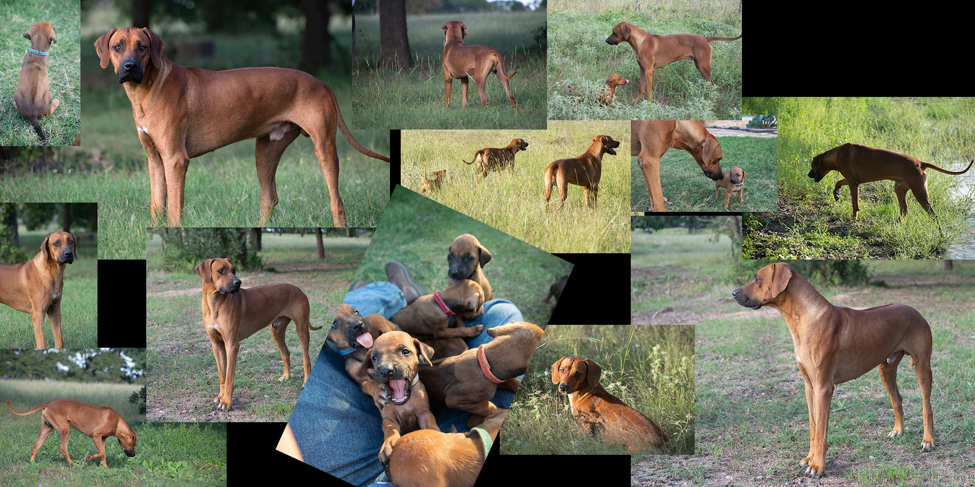 ridgeback banner collage.jpg