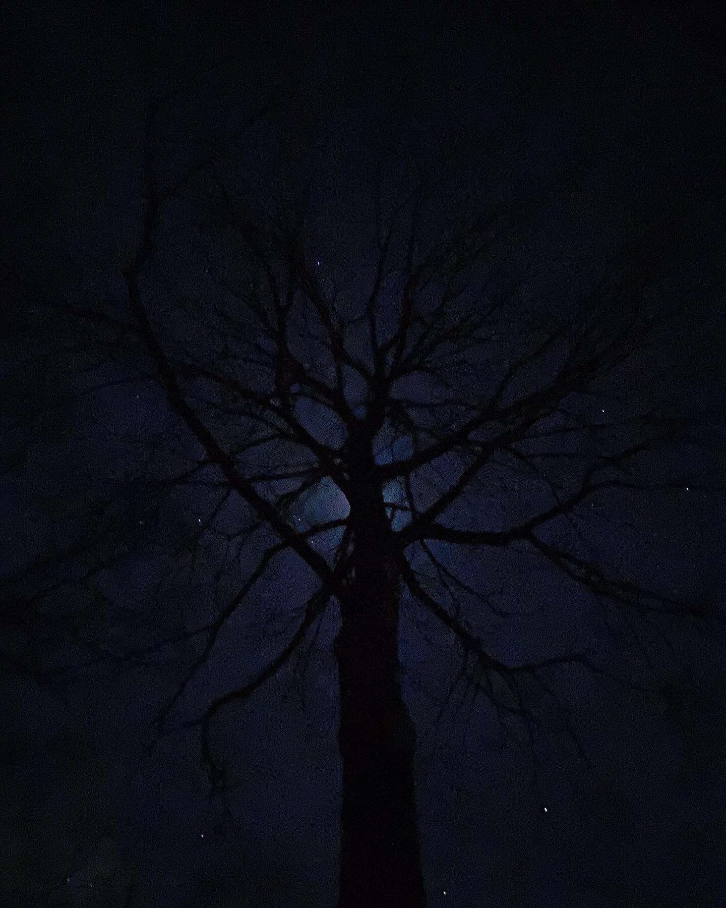 White oak backlit by waxing gibbous moon