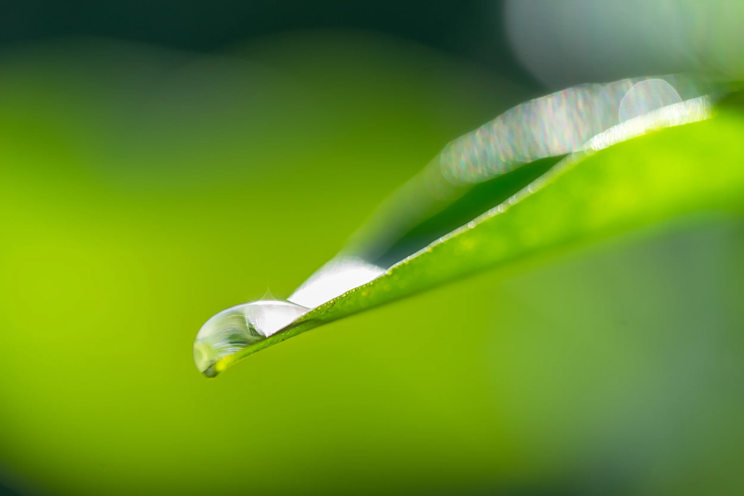 Tear Drop