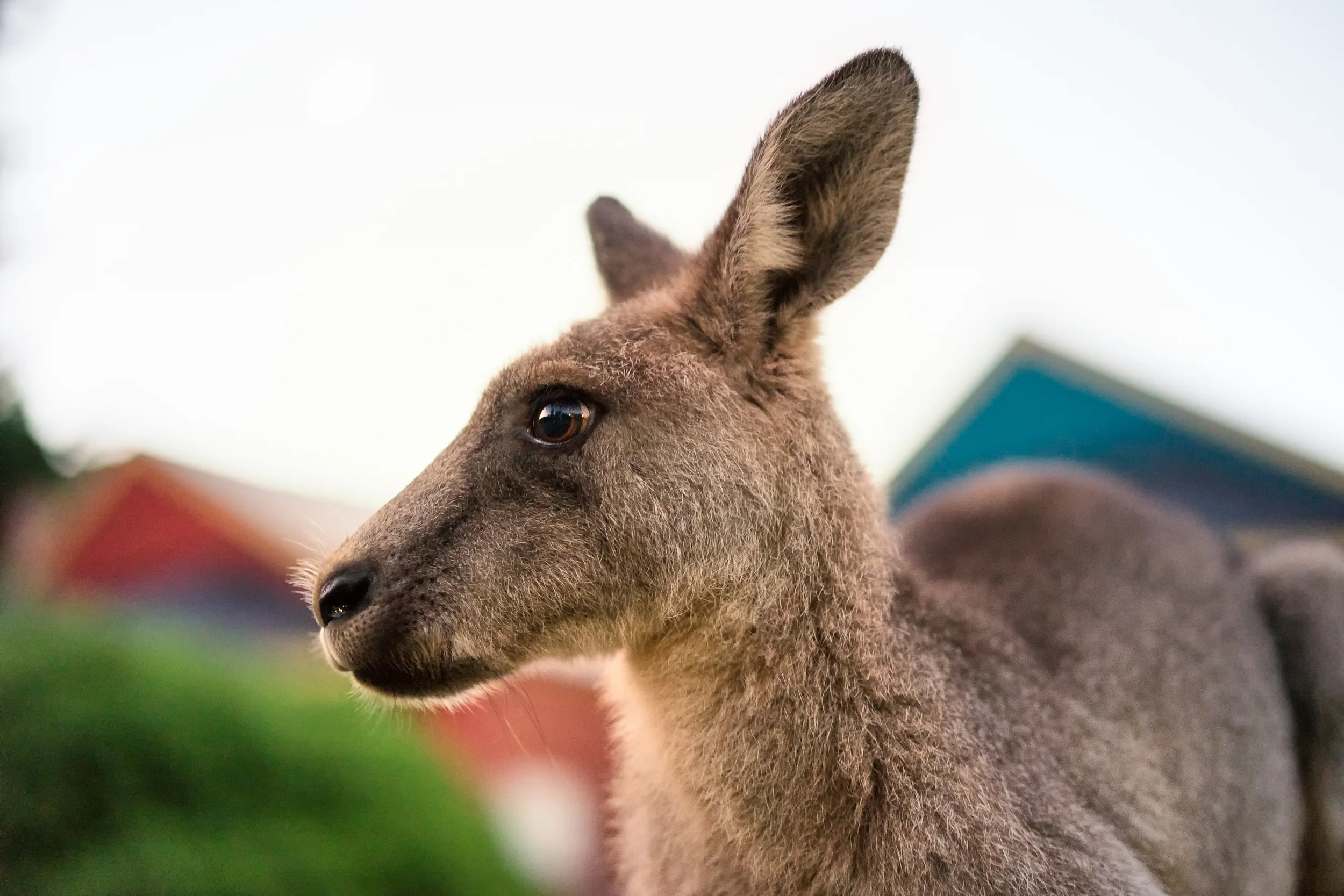 Kangaroo