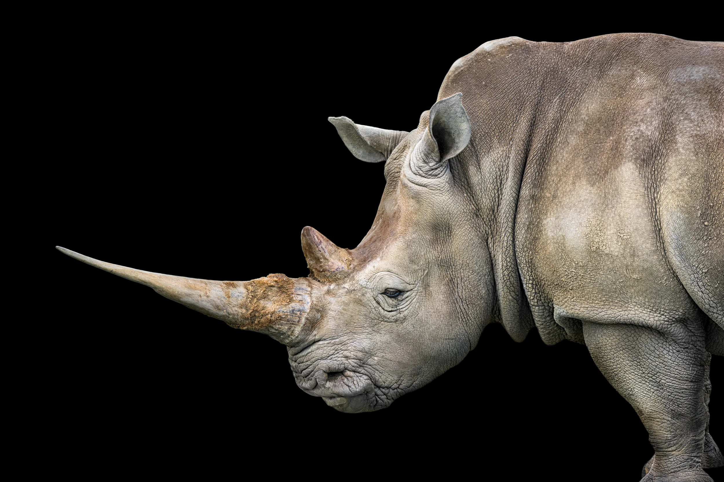White Rhinoceros