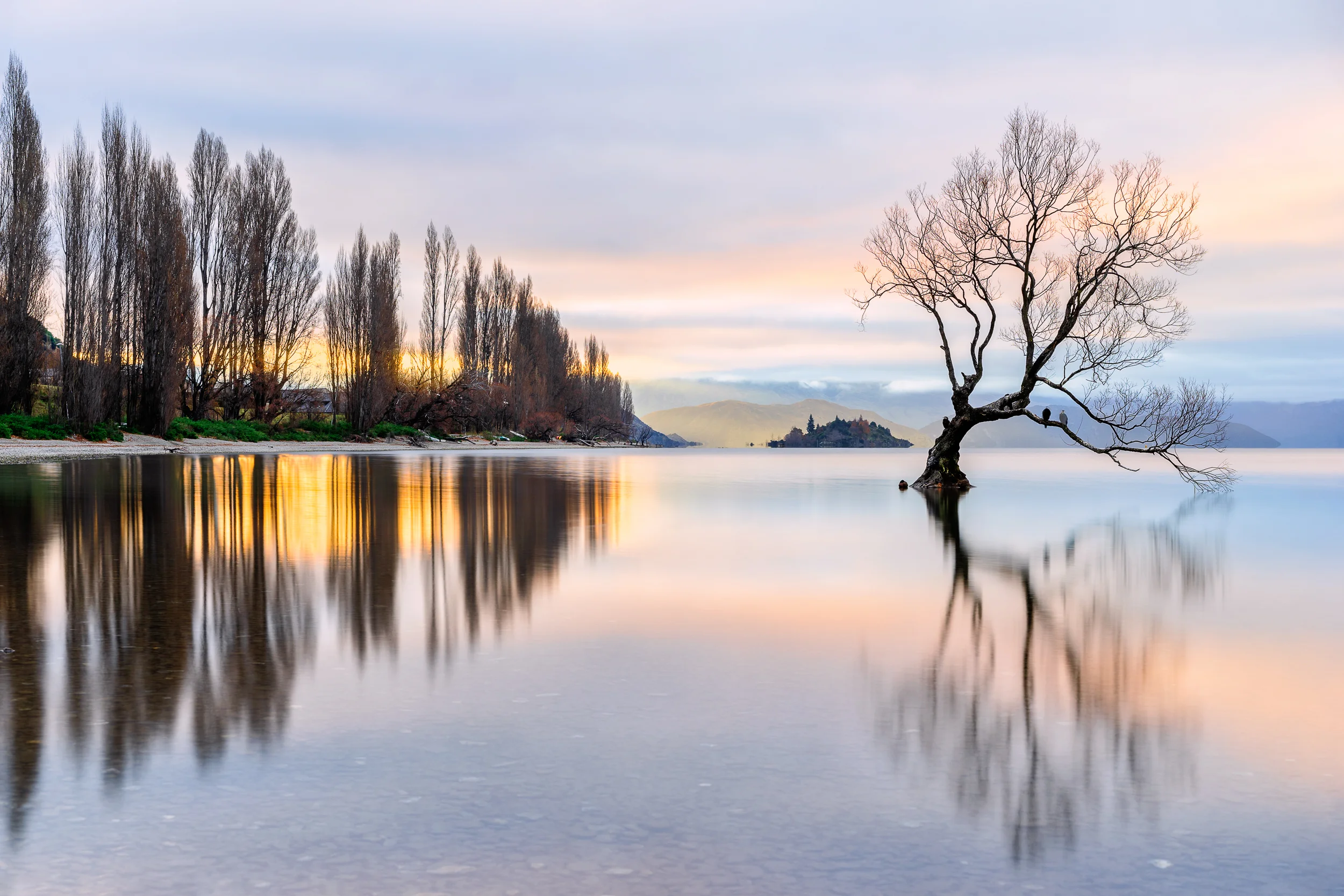 #thatwanakatree - Wanaka