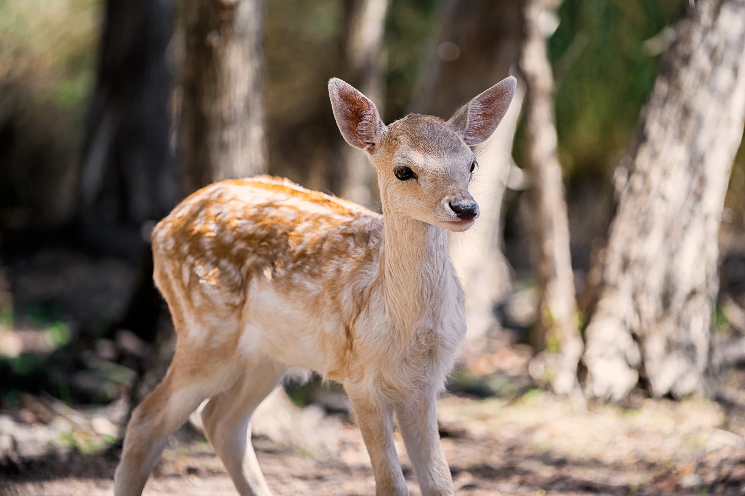 Fallow Deer