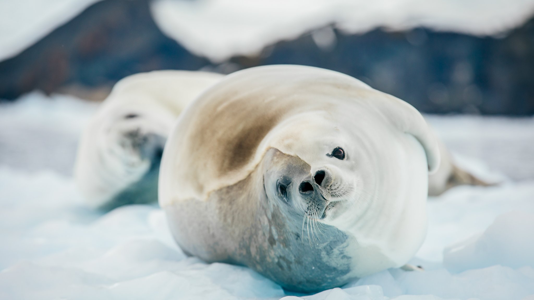 Antarctica SealFBEXPT.jpg