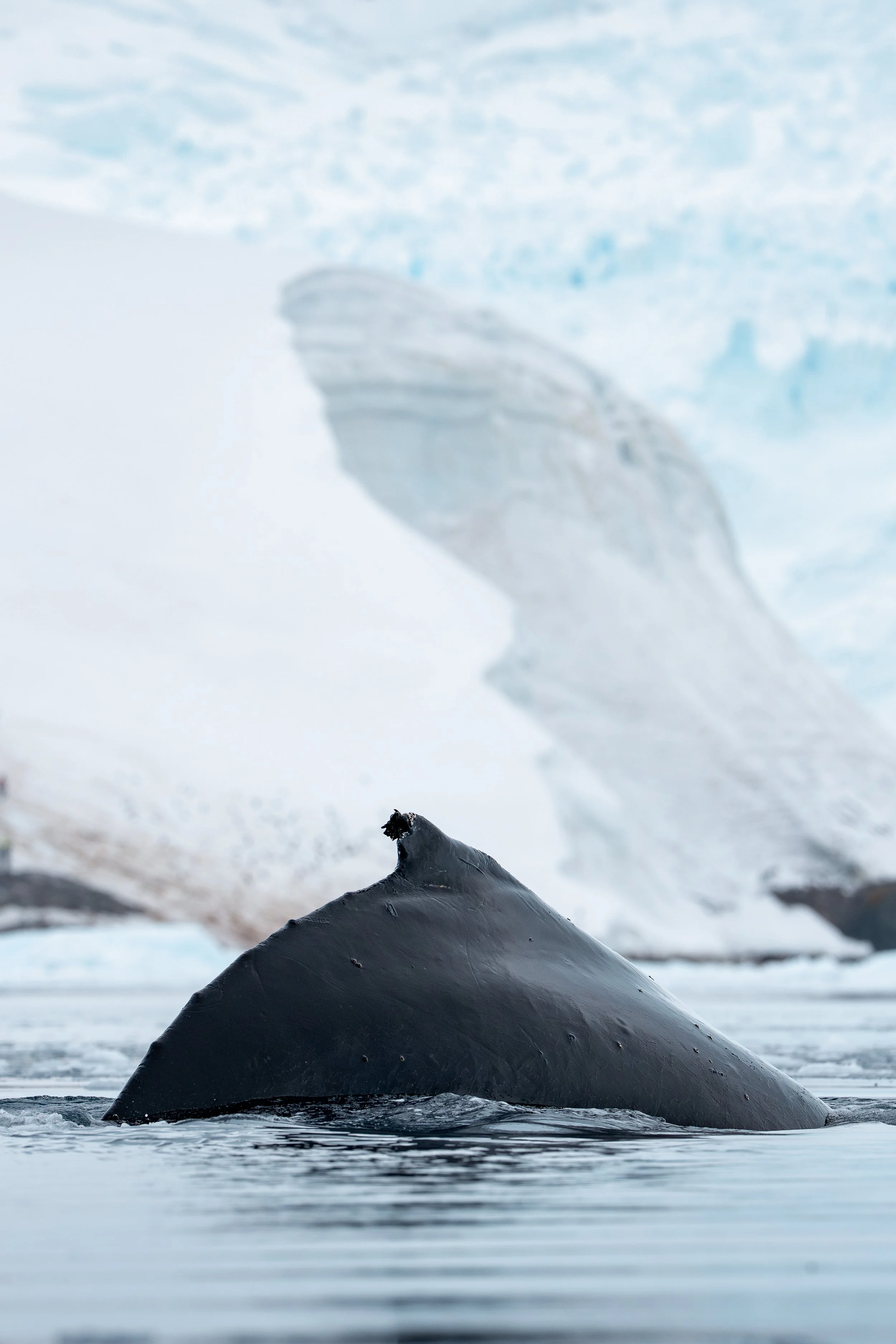 Humpbacks of Antarctica - Neko Harbour