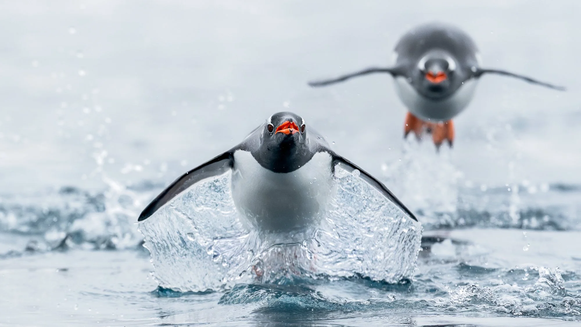 2025 Image Showcase &amp; End-of-Year Catchup