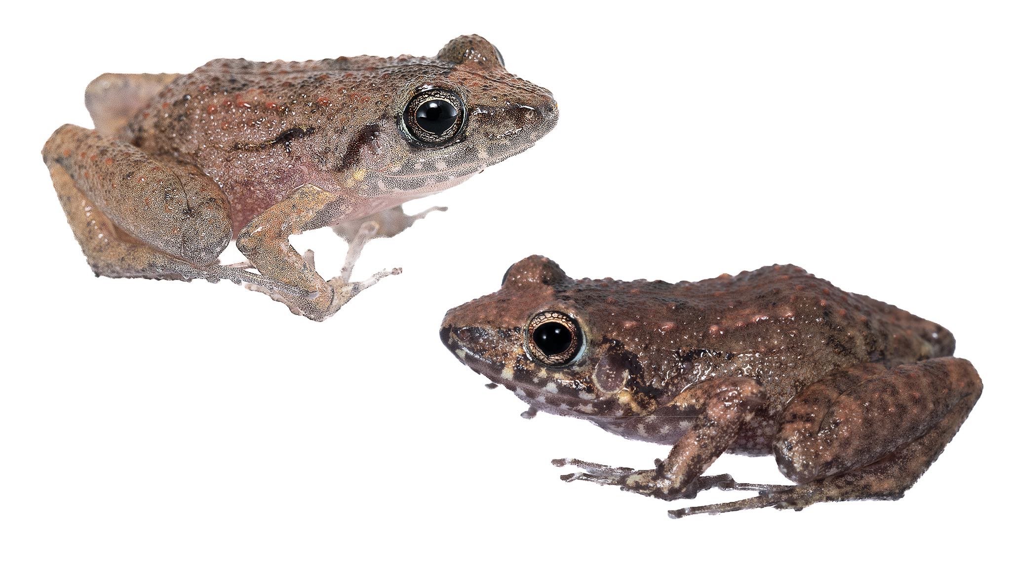 Greenhouse Frog - Eleutherodactylus planirostris.JPEG